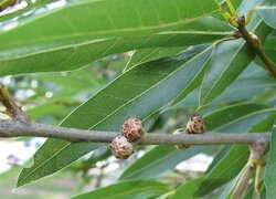 Willow_oak-leaves-buds-immature-acorns.jpg
