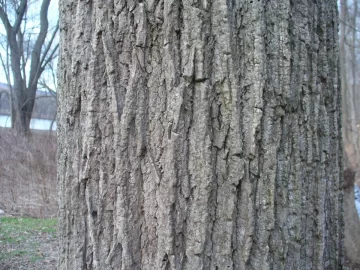 [Hearth.com] Ash or Poplar?
