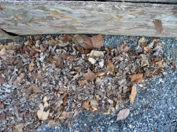[Hearth.com] Ash or Poplar?
