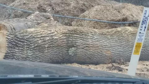 [Hearth.com] is this enough to guess what tree it is