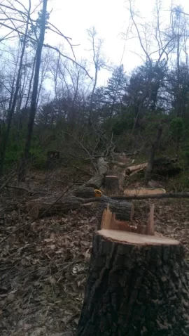 [Hearth.com] Last sketchy yard oak