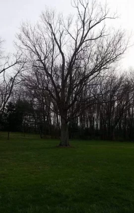 [Hearth.com] Just a Little Fruit Tree They Said