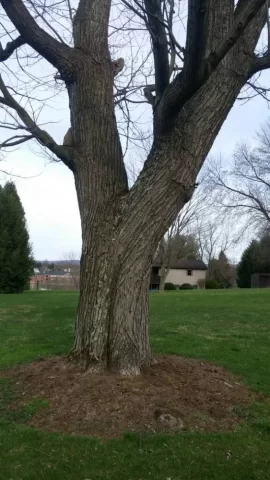 [Hearth.com] Just a Little Fruit Tree They Said