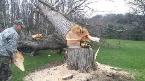 [Hearth.com] Just a Little Fruit Tree They Said