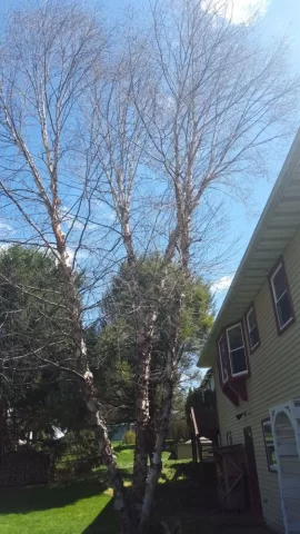 [Hearth.com] Help me determine the fate of paper birch