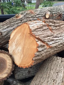 [Hearth.com] Tree ID: Sassafras and ?