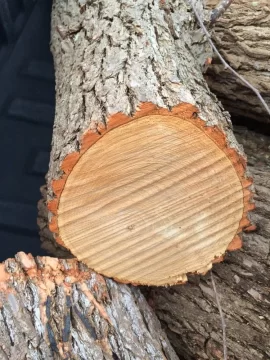 [Hearth.com] Tree ID: Sassafras and ?