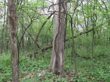 [Hearth.com] So, I go mushroomin",,,,