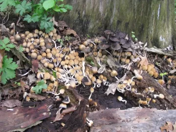[Hearth.com] So, I go mushroomin",,,,