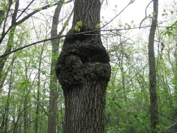 [Hearth.com] So, I go mushroomin",,,,