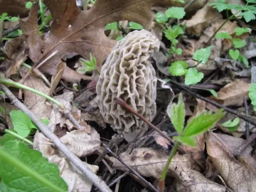 [Hearth.com] So, I go mushroomin",,,,
