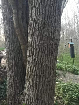 [Hearth.com] Tree Identification
