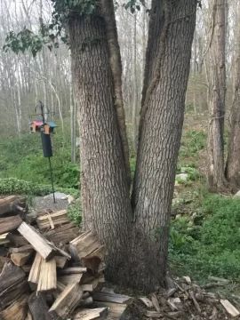 [Hearth.com] Tree Identification