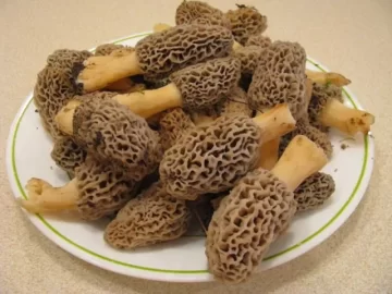 [Hearth.com] So, I go mushroomin",,,,