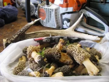 [Hearth.com] So, I go mushroomin",,,,