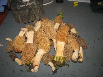 [Hearth.com] So, I go mushroomin",,,,