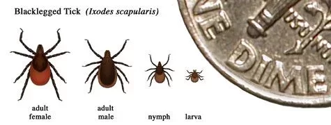 [Hearth.com] Lyme Disease ... ticks are already out here