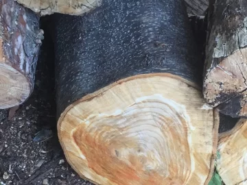 [Hearth.com] Wood ID please