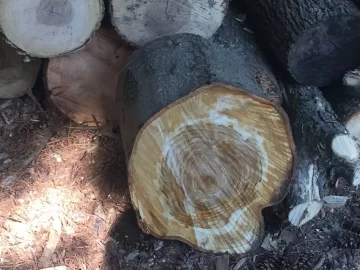 [Hearth.com] Wood ID please