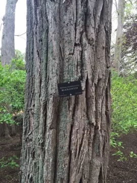 [Hearth.com] Oh, so *that's* black locust!