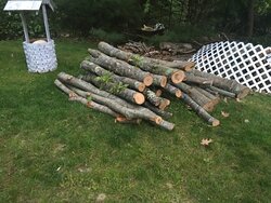 Wood ID and best way to get at it