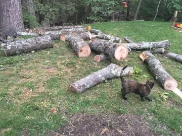 [Hearth.com] Wood ID and best way to get at it