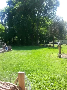 [Hearth.com] Can this tree be felled...