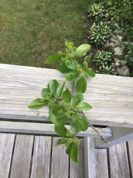 [Hearth.com] Tree Identification