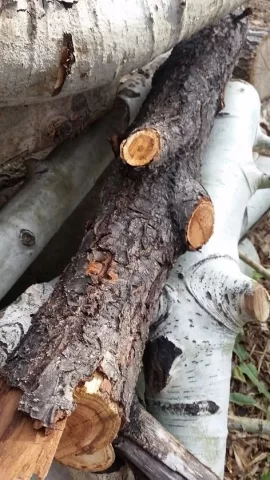 [Hearth.com] Tree ID- This just showed up in my yard