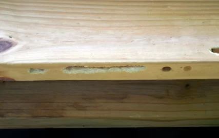 [Hearth.com] Life and death struggle in the woodshed!!  ;-)