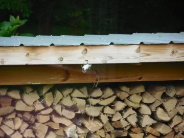 [Hearth.com] Life and death struggle in the woodshed!!  ;-)
