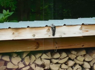[Hearth.com] Life and death struggle in the woodshed!!  ;-)