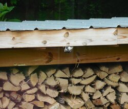 Life and death struggle in the woodshed!!  ;-)