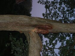 Damaged Tree2.jpg