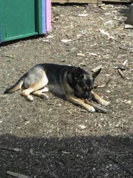 [Hearth.com] Lets see your "Best Friends"