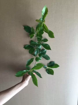 [Hearth.com] Leaf and bark identification