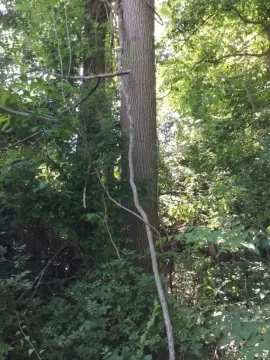 [Hearth.com] Leaf and bark identification