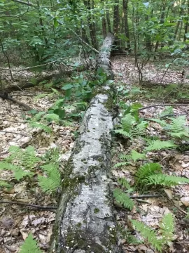 [Hearth.com] My First Holz Hausen