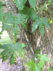 Silver Maple - something on the leaves?
