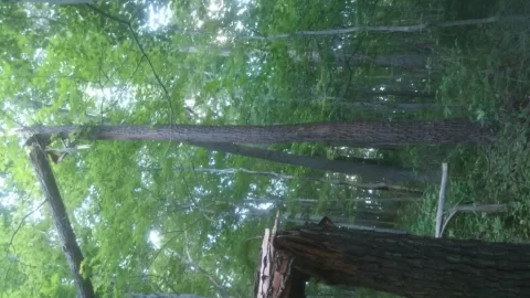 [Hearth.com] Felling advice, and Wood ID