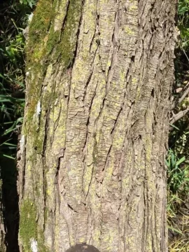 [Hearth.com] Maple tree ID help please