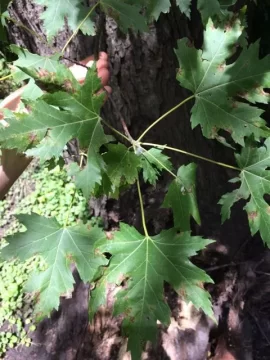 [Hearth.com] Maple tree ID help please