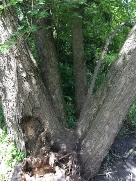 [Hearth.com] Maple tree ID help please
