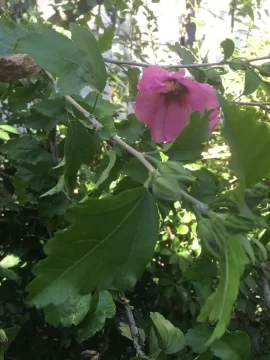 [Hearth.com] Tree ID please