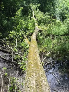[Hearth.com] Maple tree ID help please