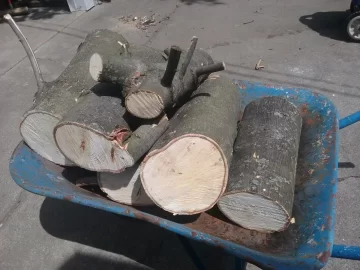 [Hearth.com] Silver Maple?