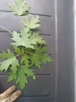 [Hearth.com] Silver Maple?