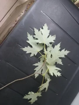 [Hearth.com] Silver Maple?