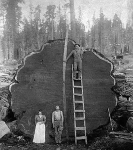 [Hearth.com] Big trees