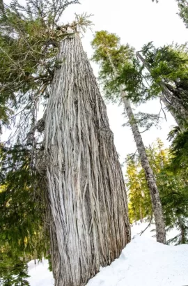 [Hearth.com] Big trees